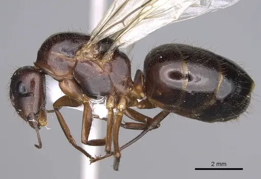 Camponotus aethiops - CASENT0914270