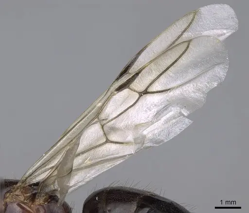 Camponotus aethiops - CASENT0914270