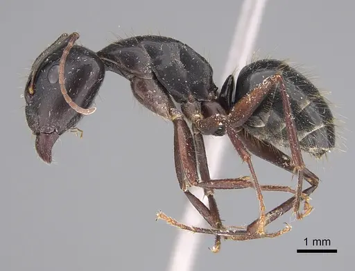 Camponotus aethiops - KG00857-2