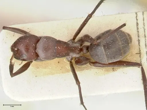 Camponotus afflatus specimen