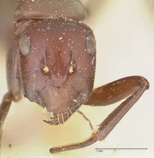Camponotus afflatus specimen