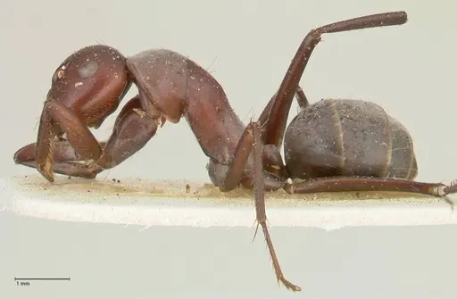 Camponotus afflatus specimen