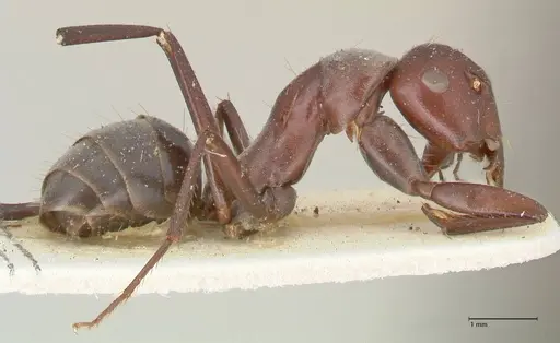 Camponotus afflatus - FOCOL2298