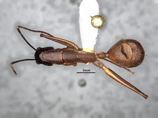 Camponotus ager specimen