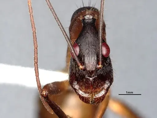 Camponotus ager specimen