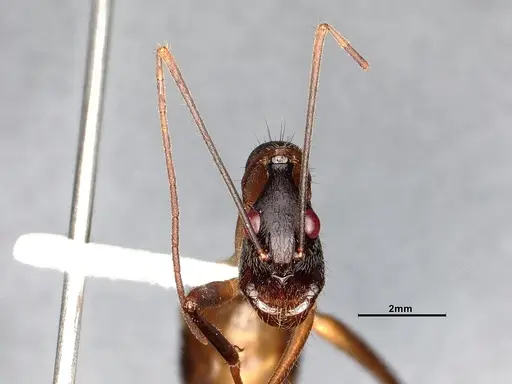 Camponotus ager - CASENT0633566