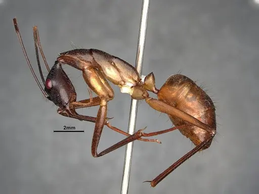 Camponotus ager - CASENT0633566