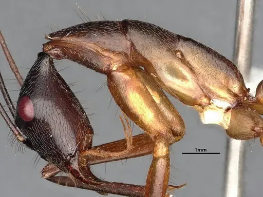 Camponotus ager - CASENT0633566