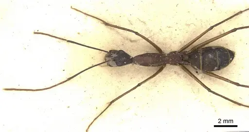 Camponotus ager - CASENT0903648