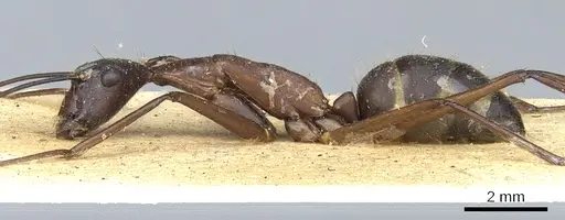 Camponotus ager - CASENT0903648