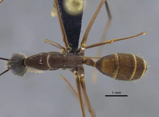 Camponotus ager - CBUMAGENT41799