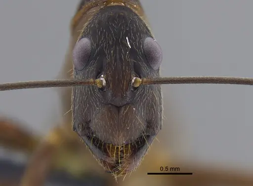 Camponotus ager - CBUMAGENT41799