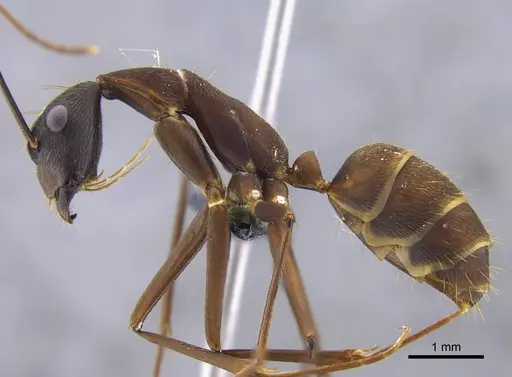 Camponotus ager - CBUMAGENT41799