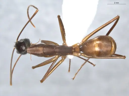 Camponotus ager - ECOFOG-BAF19-0036-02