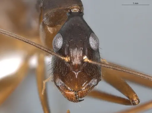 Camponotus ager - ECOFOG-BAF19-0036-02