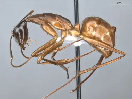 Camponotus ager - ECOFOG-BAF19-0036-02