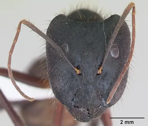 Camponotus ager - INBIOCRI001218763