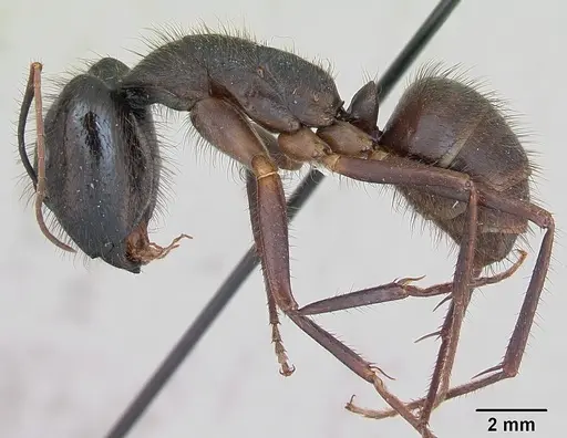 Camponotus ager - INBIOCRI001218763