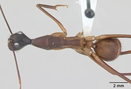 Camponotus ager - INBIOCRI001282861