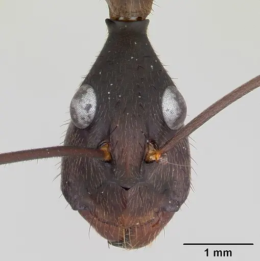 Camponotus ager - INBIOCRI001282861