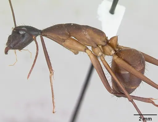 Camponotus ager - INBIOCRI001282861