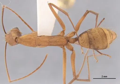 Camponotus ager - LABSEI