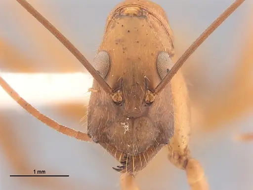 Camponotus ager - LABSEI
