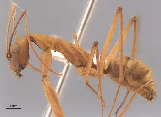 Camponotus ager - LABSEI