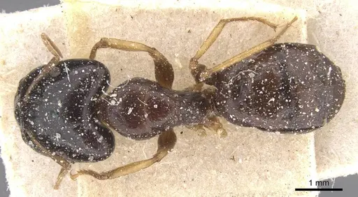 Camponotus agonius specimen