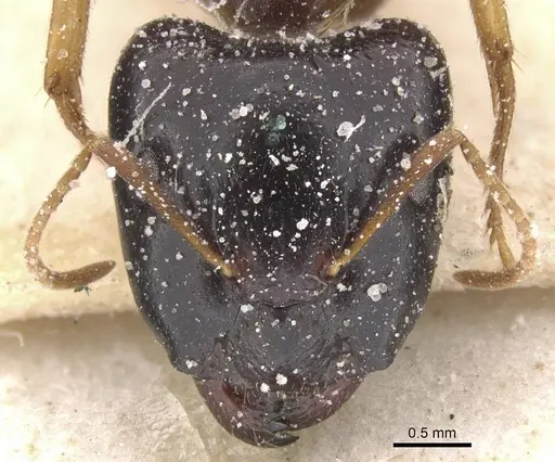 Camponotus agonius specimen