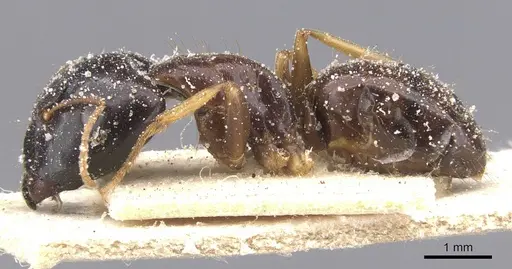 Camponotus agonius specimen
