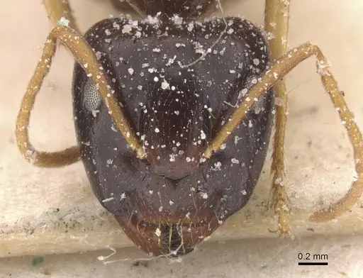 Camponotus agonius - CASENT0911895