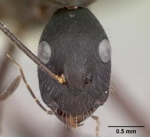 Camponotus aina specimen