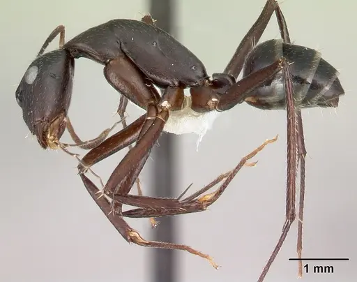 Camponotus aina specimen