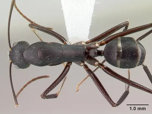 Camponotus aina - CASENT0217291