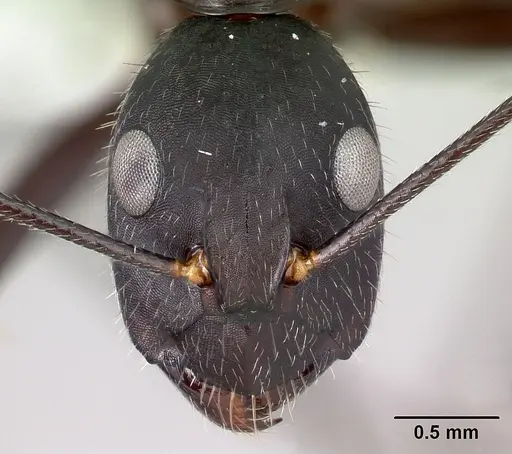 Camponotus aina - CASENT0217291