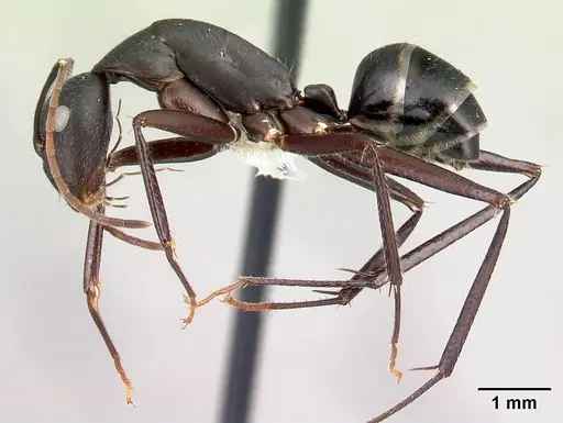 Camponotus aina - CASENT0217291