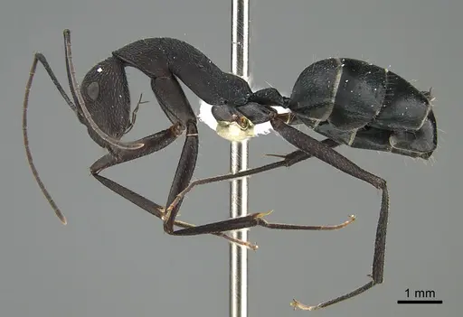 Camponotus aina - CASENT0837940