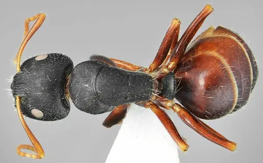 Camponotus aktaci specimen