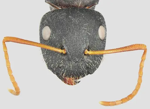 Camponotus aktaci specimen