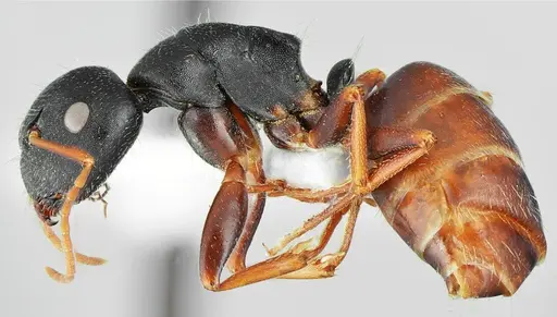 Camponotus aktaci specimen