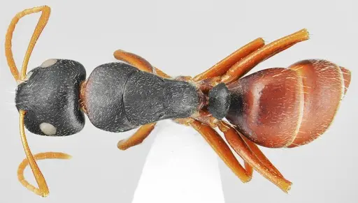 Camponotus aktaci - CASENT0872759