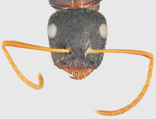 Camponotus aktaci - CASENT0872759