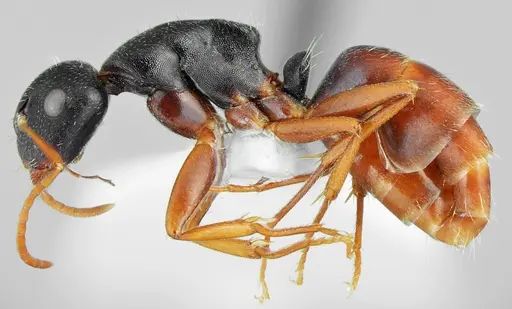 Camponotus aktaci - CASENT0872759