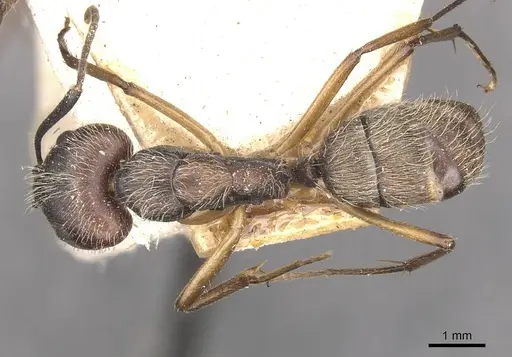 Camponotus alacer specimen