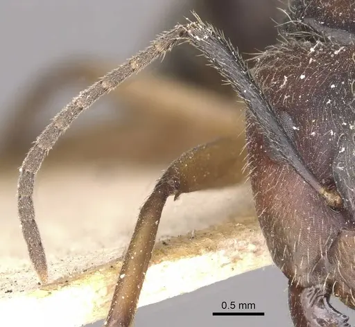 Camponotus alacer specimen