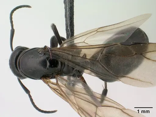 Camponotus alamaina specimen