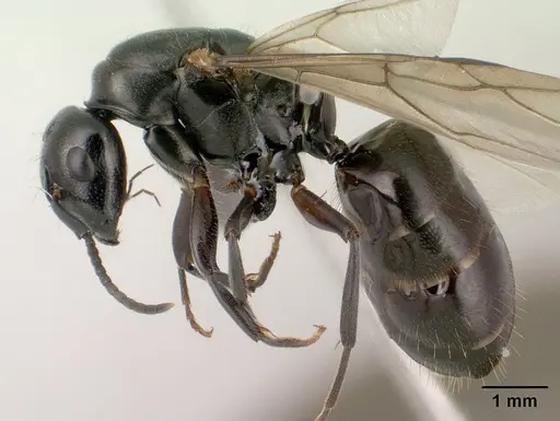 Camponotus alamaina specimen