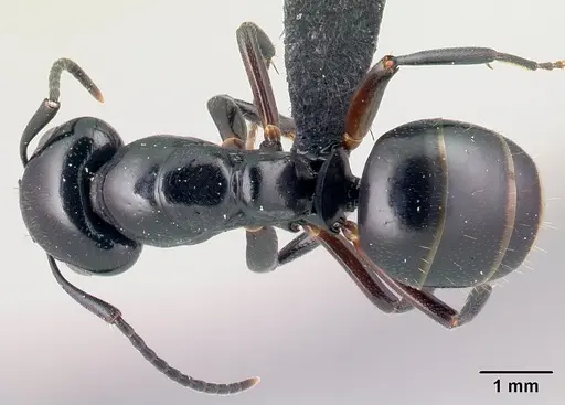 Camponotus alamaina - CASENT0179430