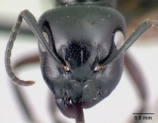 Camponotus alamaina - CASENT0179430